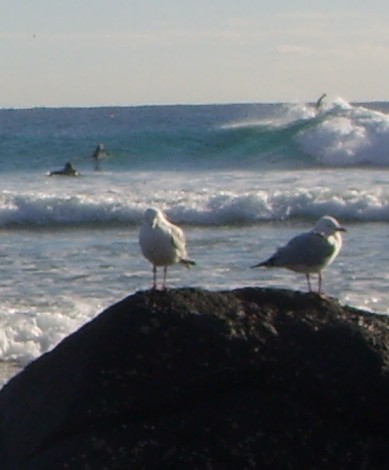 Two Seagulls