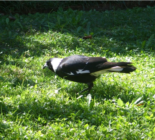 Early Bird