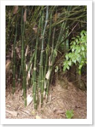 bamboo