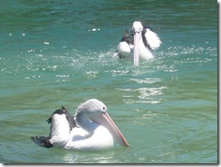 pelicans by Suzie Cheel